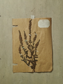 herbier_sdi1542