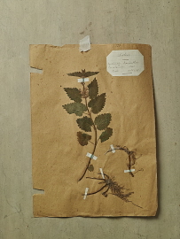herbier_sdi1643